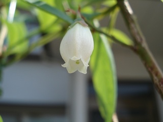 パムリコ花1.jpg