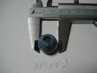 ブルーヘブン果実.jpg