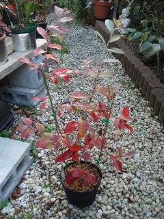 紅葉アリスブルー.jpg