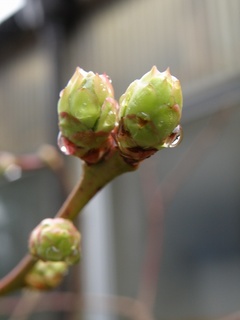 地植えチャンドラー.jpg