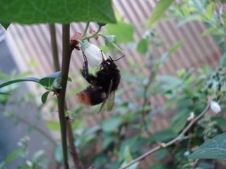 04_2010マルハナ01.jpg