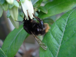 05_2010マルハナ02.jpg