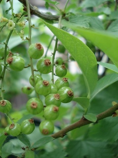 09_2010カラント.jpg