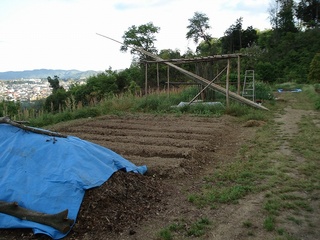 14_2010畑01.jpg