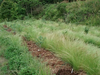 16_2010畑03.jpg