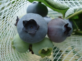 2010エチョウタ実.jpg