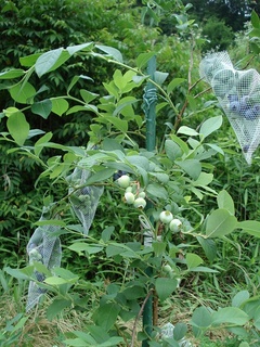 2010オニール.jpg