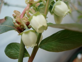 2010スターの花.jpg