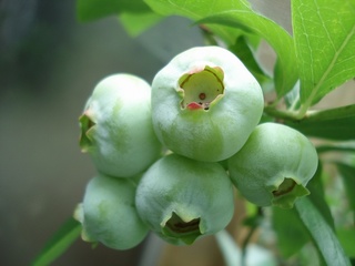 2010チャンドラ幼果.jpg