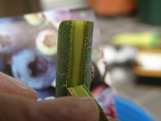 2010トロ接ぎ木01.jpg