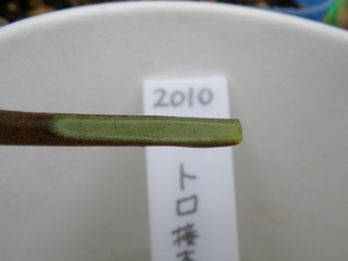 2010トロ接ぎ木02.jpg