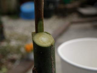 2010トロ接ぎ木03.jpg