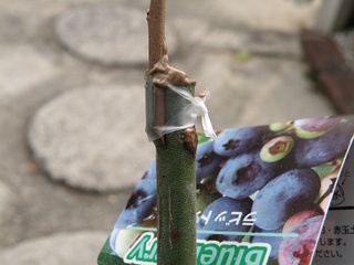 2010トロ接ぎ木04.jpg