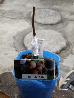2010トロ接ぎ木05.jpg