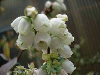 2010ブリジッタの花.jpg