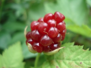 2010ボイソンベリー.jpg