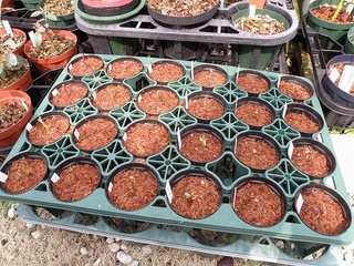 2010挿木01.jpg