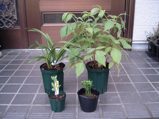 2010贈り物.jpg