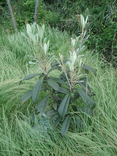 20_2010びわ長崎早生.jpg