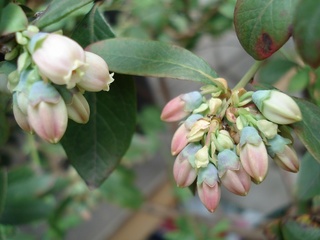 サンシャインの花2010.jpg