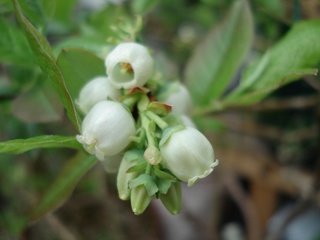 ノースブルーの花2010.jpg