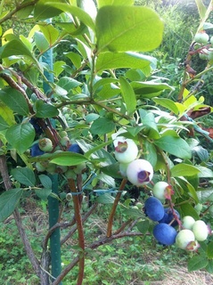 201106オニール.jpg