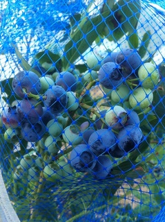 201106デューク.jpg