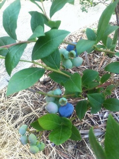 201106ポラリス.jpg