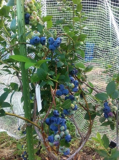 201106レカ.jpg